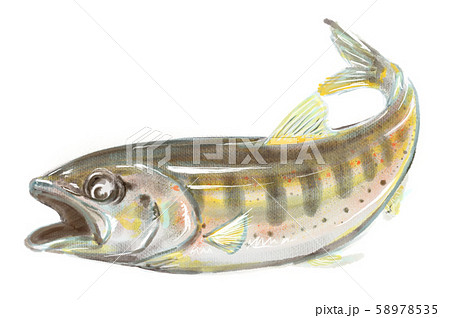 アマゴ　D手描き 58978535