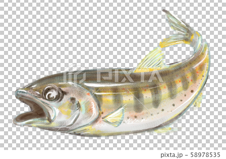 アマゴ　D手描き 58978535