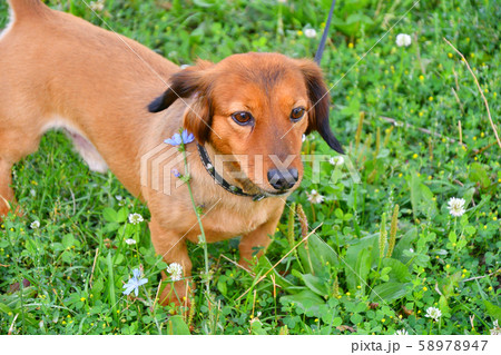 Dog breed Dachshund Dog breed Dachshund 58978947