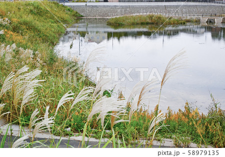 秋のススキ越しの境川遊水地公園の今田遊水地のビオトープ 58979135