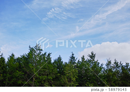 杉林と白い雲のある秋の青空 杉林と白い雲のある秋の青空 58979143