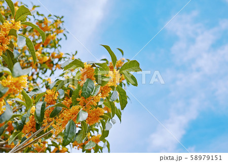 オレンジ色で強い香りのキンモクセイの花と白い雲のある青空の写真素材