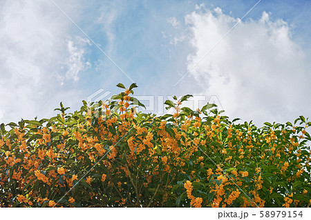 オレンジ色で強い香りのキンモクセイの花と白い雲のある青空の写真素材