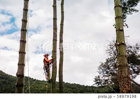 Arborist man with harness cutting a tree, climbing. 58979198