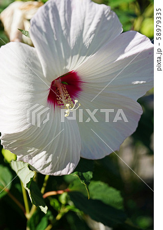 はかなくも大きな花びらアメリカフヨウ 58979335