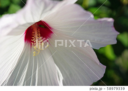 はかなくも大きな花びらアメリカフヨウ はかなくも大きな花びらアメリカフヨウ 58979339