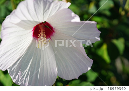 はかなくも大きな花びらアメリカフヨウ 58979340