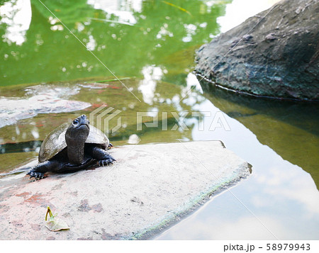 石と石亀 58979943