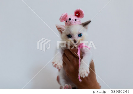 仔猫　生後4週間 子年 58980245