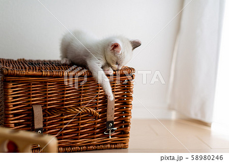 仔猫　生後4週間　保護猫 58980246