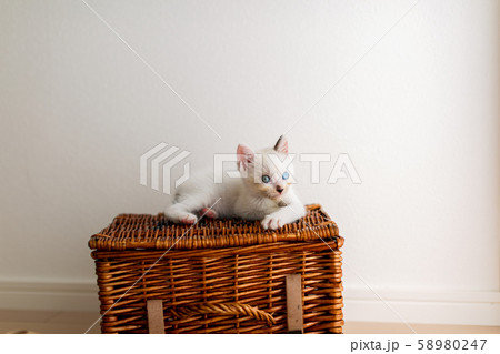 仔猫　生後4週間　保護猫 58980247