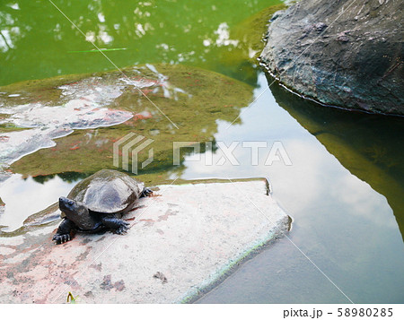 石とイシガメ 58980285