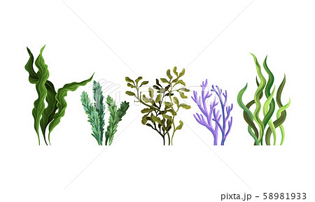 Set of green algae. Vector illustration on a white background. 58981933