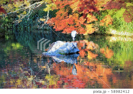 永観堂の紅葉 永観堂の紅葉 58982412