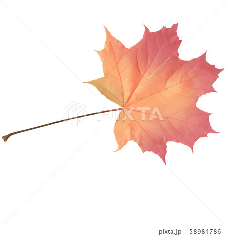 Realistic maple leaf isolated on white background Realistic maple leaf isolated on white background 58984786