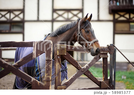 Horse on levada of equestrian club. 58985377