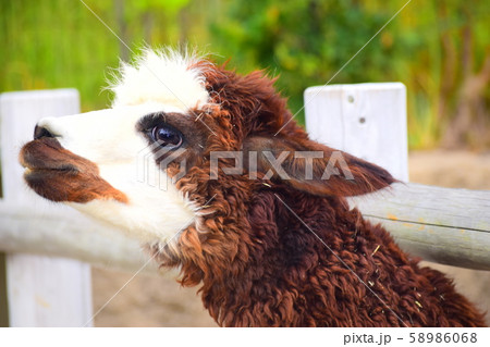 アルパカ アルパカ 58986068