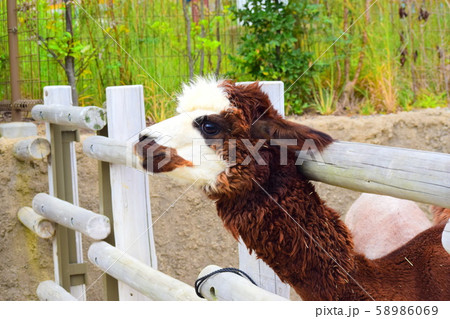 アルパカ 58986069