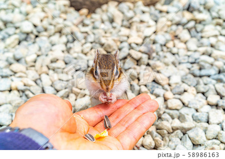 シマリス 手乗り 飛騨山野草自然庭園 【岐阜県】 シマリス 手乗り 飛騨山野草自然庭園 【岐阜県】 58986163