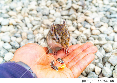 シマリス　手乗り　飛騨山野草自然庭園　【岐阜県】 58986166