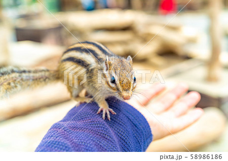 シマリス 手乗り 飛騨山野草自然庭園 【岐阜県】 シマリス 手乗り 飛騨山野草自然庭園 【岐阜県】 58986186