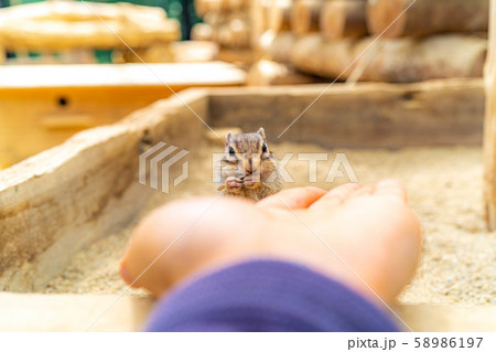 シマリス　手乗り　飛騨山野草自然庭園　【岐阜県】 58986197
