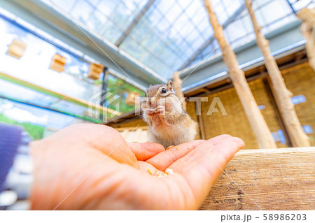 シマリス 手乗り 飛騨山野草自然庭園 【岐阜県】 シマリス 手乗り 飛騨山野草自然庭園 【岐阜県】 58986203