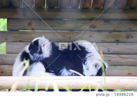 エリマキキツネザル 58986226