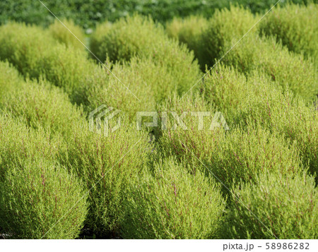 わずかに紅葉し始めのコキアの畑　少し引き 58986282