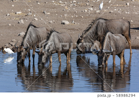 Blue Wildebeest - Namibia - Africa 58986294