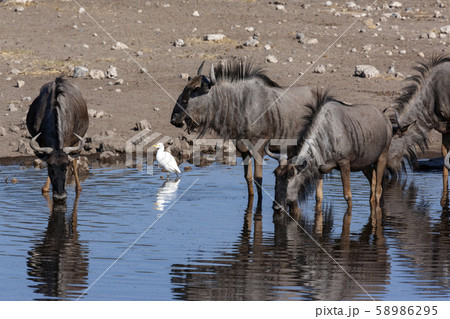 Wildebeest drinking at a waterhole - Namibia 58986295