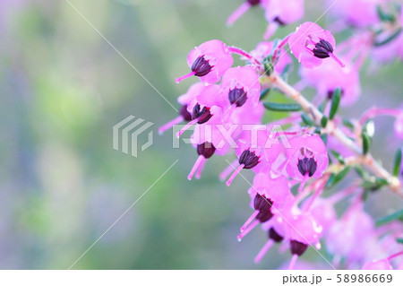 ジャノメエリカの花 ジャノメエリカの花 58986669