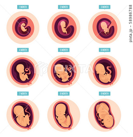 Pregnancy Stages Human Growth Stages Embryo のイラスト素材 5867