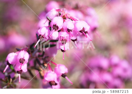 ジャノメエリカの花 58987215