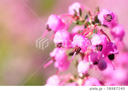 ジャノメエリカの花 ジャノメエリカの花 58987240