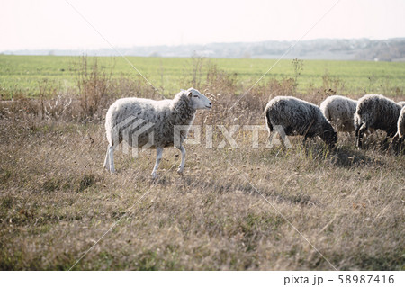 Domestic sheep grazing in a field 58987416