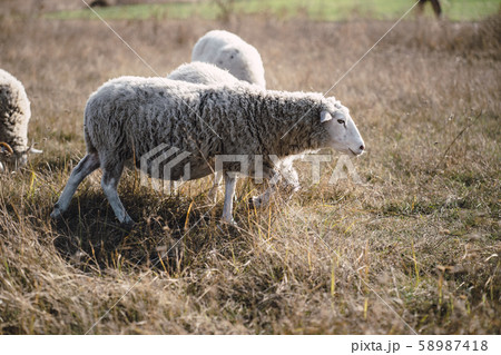 Domestic sheep grazing in a field Domestic sheep grazing in a field 58987418