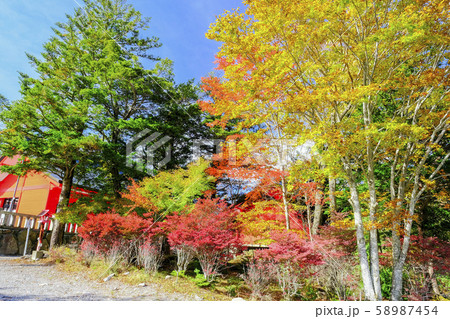 赤城神社境内の紅葉 58987454