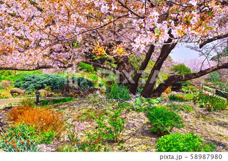 春の満開の桜が咲く港の見える丘公園の風景 58987980