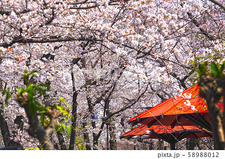 祇園の春 白川南通りの桜 祇園の春 白川南通りの桜 58988012