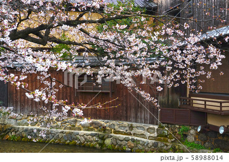 祇園の春　白川南通りの桜 58988014