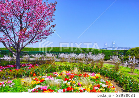 春の満開の桜が咲く港の見える丘公園の風景 春の満開の桜が咲く港の見える丘公園の風景 58988031