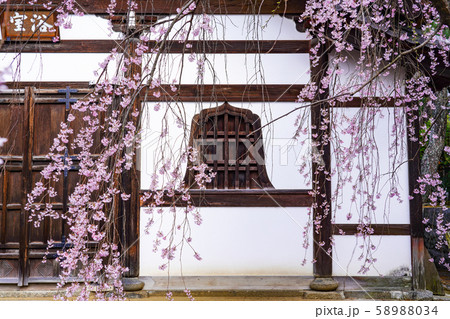 桜越しに見る建仁寺の浴室 58988034