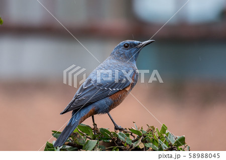 小雨降る日のイソヒヨドリ アップ 58988045