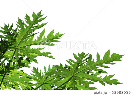 Papaya leaves on white background. 58988059