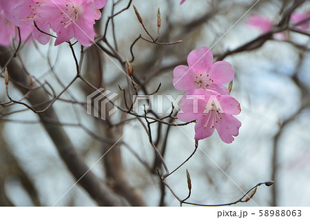 アカヤシオ（篭山･鳥居峠／群馬県前橋市） 58988063