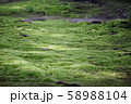 苔生す庭園 58988104