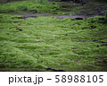 苔生す庭園 58988105