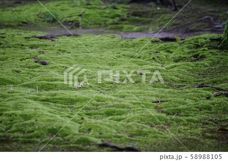 苔生す庭園 58988105