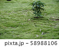 苔生す庭園 58988106